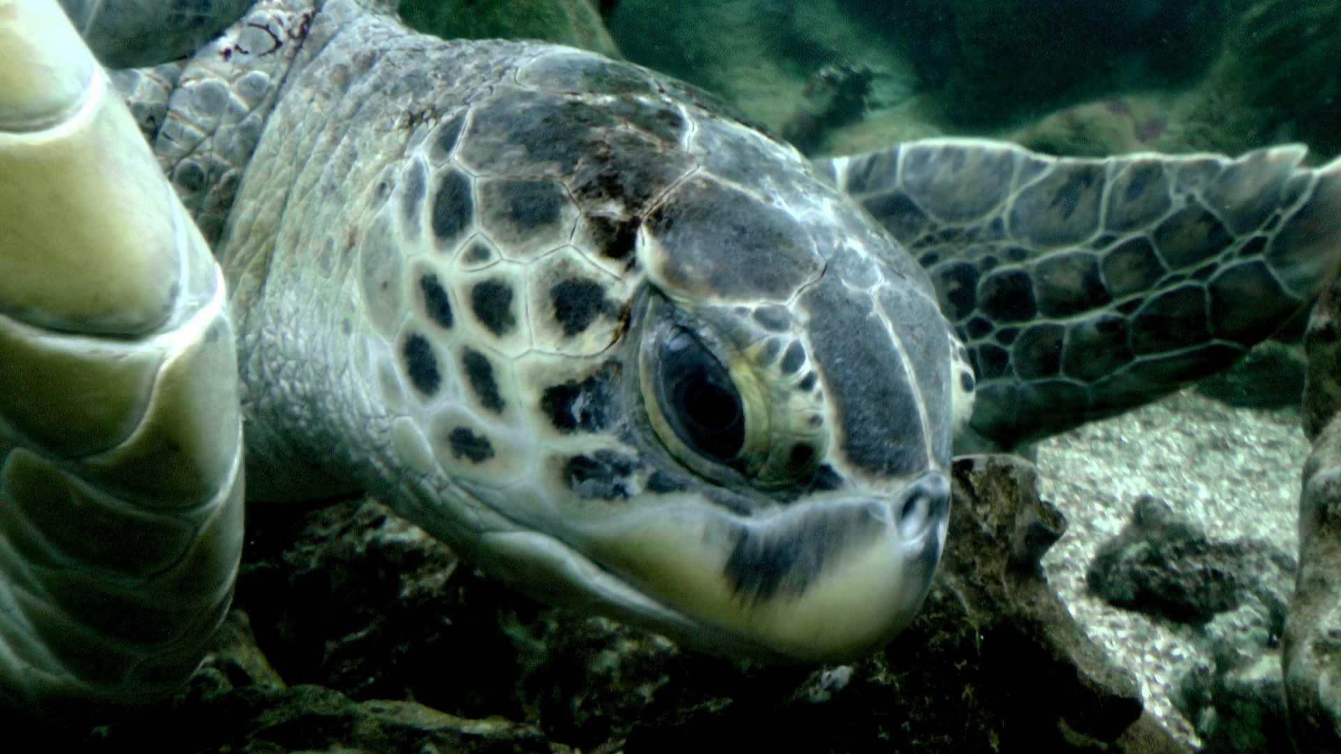 head of sea turtle